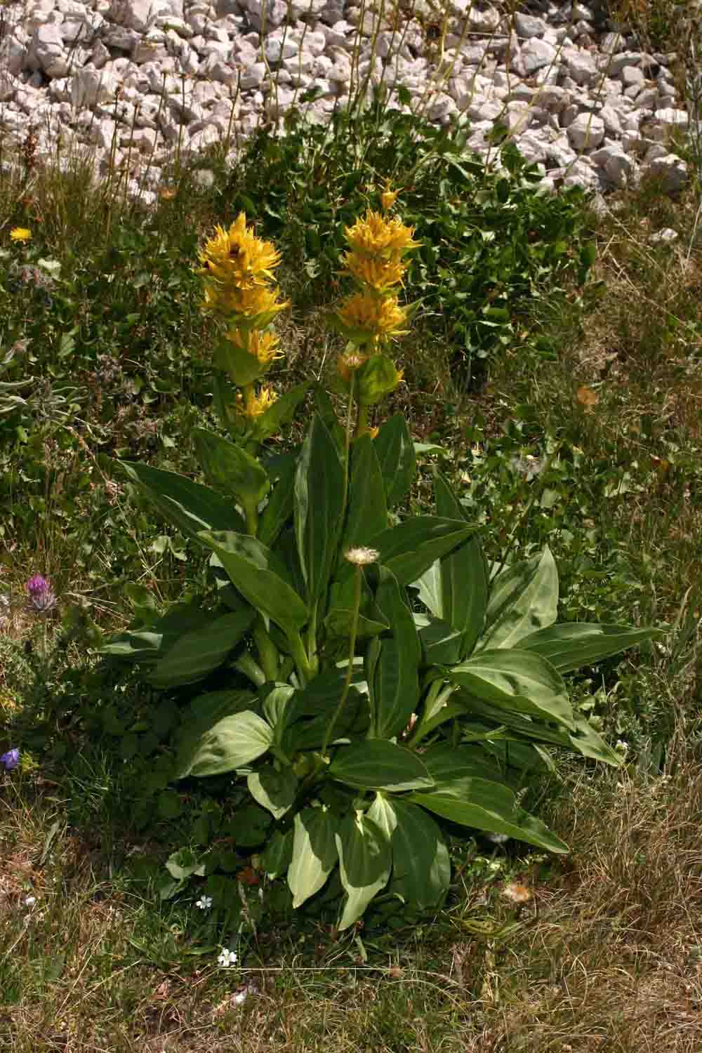 Gentiana lutea ssp. lutea / Genziana maggiore